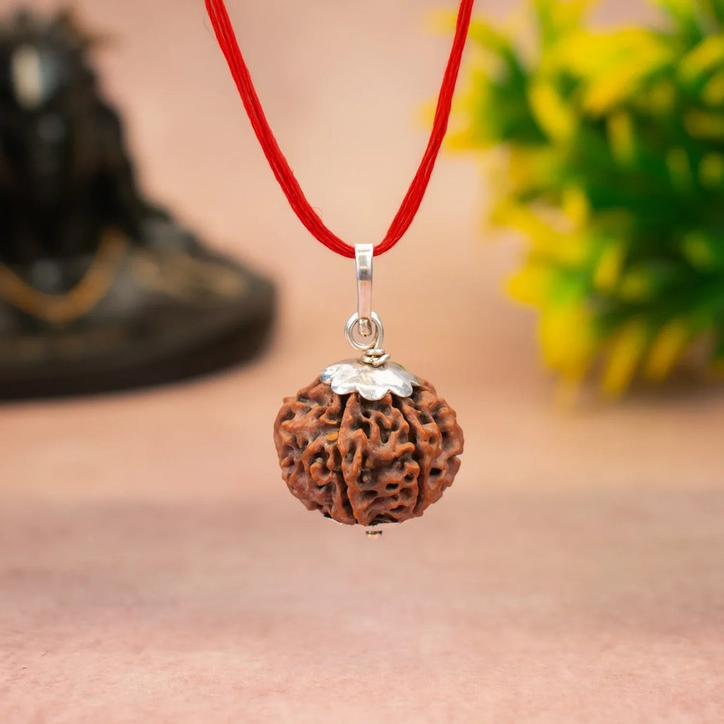 Nepal Origin 6 Mukhi Rudraksha