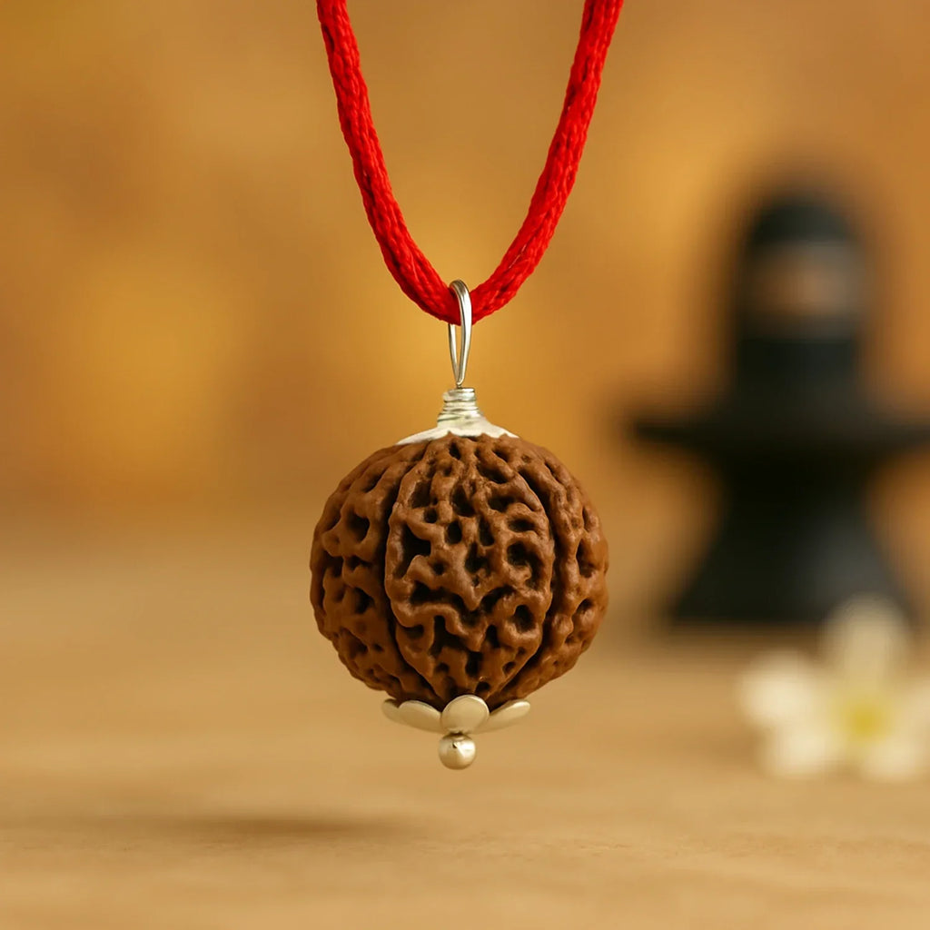 Nepal Origin 6 Mukhi Rudraksha